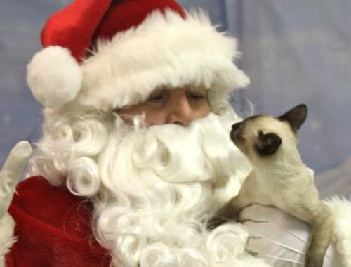2011_1204_pet_santa
