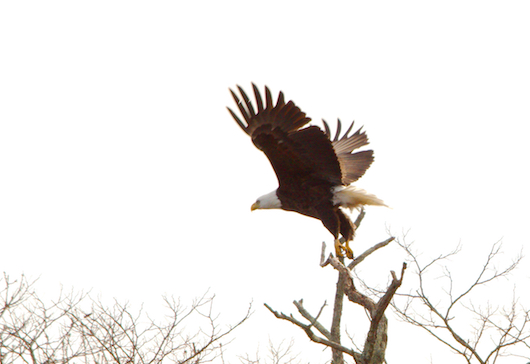 Bald eagles can have a wingspan of up to 7.5 feet. Photo: Sean Keenan