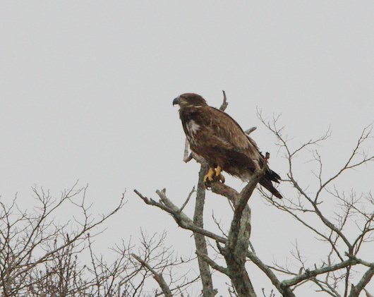 A juvenile bald eagle was spotted this afternoon in the same tree on the Peconic River. Photo: Sean Keenan