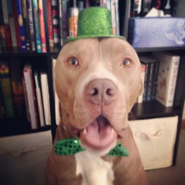 Goldense's five-year-old pit bull, Chase, dresses up in costume for each holiday. Courtesy photo.
