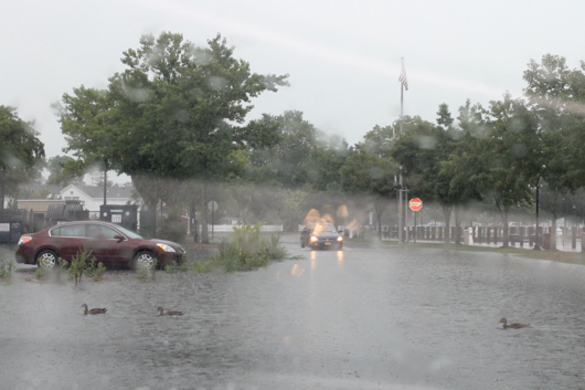 It was a great day for ducks, who wnet for a swim across Heidi Behr way, which was under several inches of water. Photo: Denise Civiletti