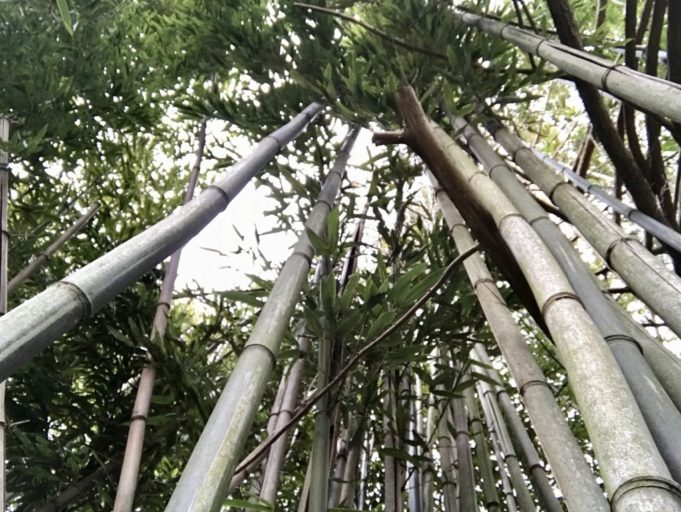 2018_0305_bamboo - 1