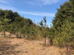 Pine Barrens, politics and the plan that launched a thousand schemes