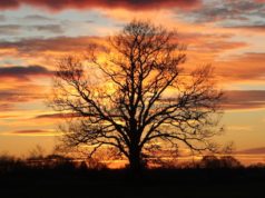 Tree-huggers are onto something: How trees support life, reduce stress and increase property values