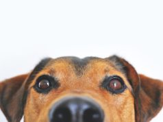 Vail-Leavitt brings NYC dog and cat film festivals to Riverhead