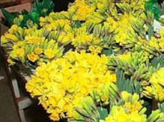 American Cancer Society seeks Daffodil Days volunteers