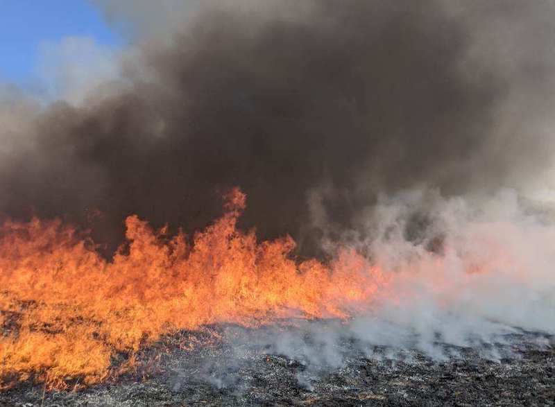 prescribed-burn-otis-pike-preserve