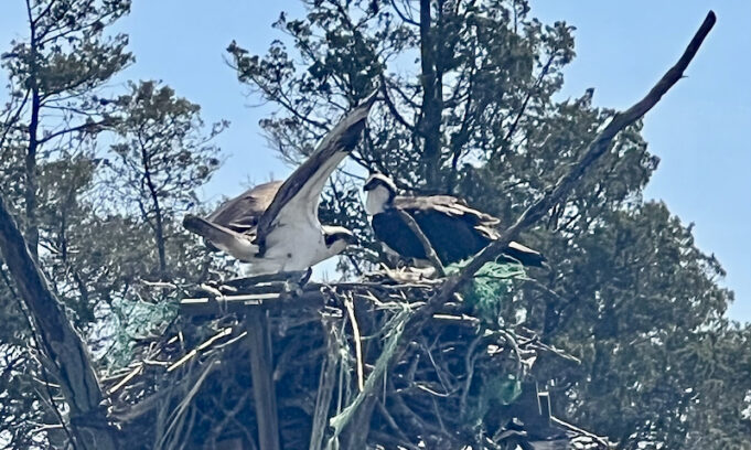 2023_0420_ospreys - 1