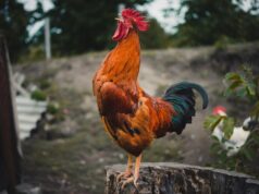 Cock-a-doodle doo! Riverhead drops bid to ban roosters and regulate backyard chicken keepers