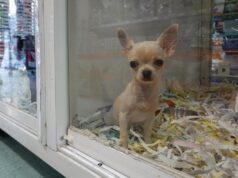puppy-in-glass-case-in-pet-shop
