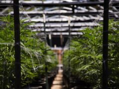 greenhouse cannabis cultivation