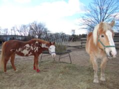 Spirit’s Promise Equine Rescue prepares for move upstate after 15 years in Riverhead